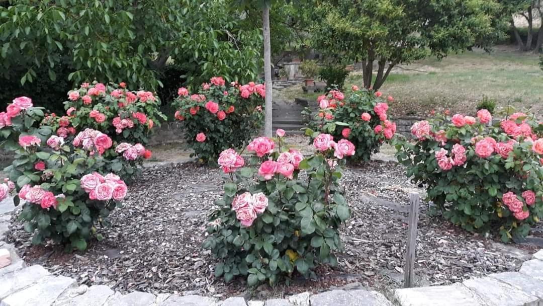 Agriturismo Camera Rosa Todi Exterior photo